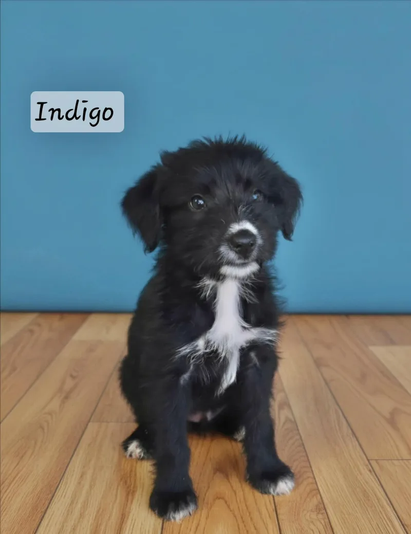 A baby medium-sized female Terrier dog named Indigo for adoption in Manchester, CT