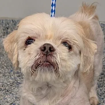 A senior small-sized male White / Cream Shih Tzu dog named Marley for adoption in Greenville, SC
