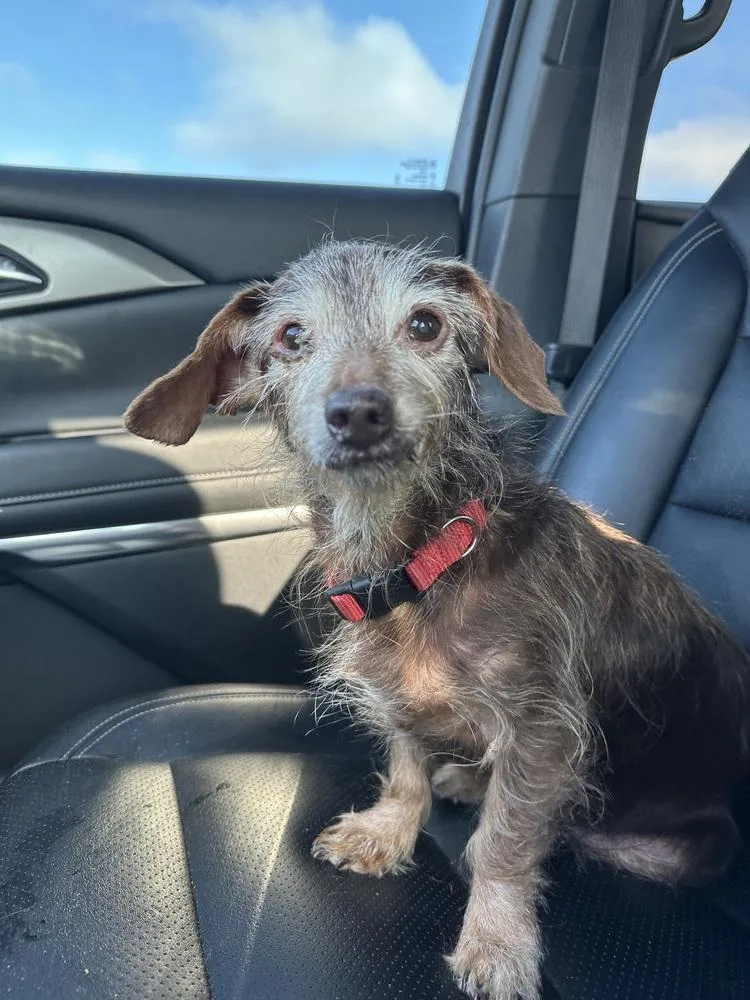 A senior small-sized female Dachshund dog named Rita for adoption in Shawnee, OK