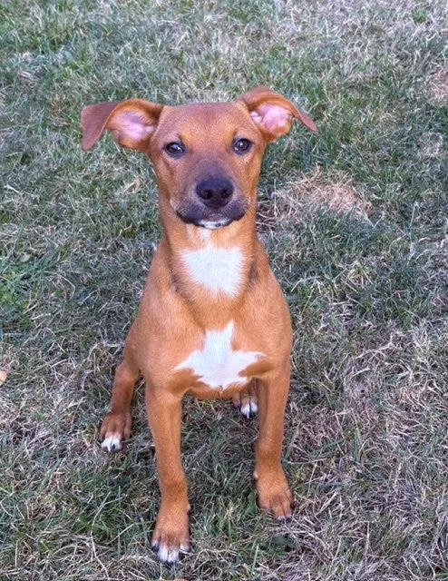 A baby small-sized male Rat Terrier dog named Davie for adoption in Seattle, WA