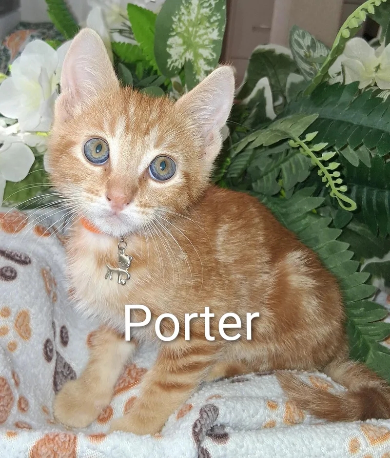 A baby large-sized male Tabby (Orange / Red) Domestic Short Hair cat named Porter for adoption in Redondo Beach, CA