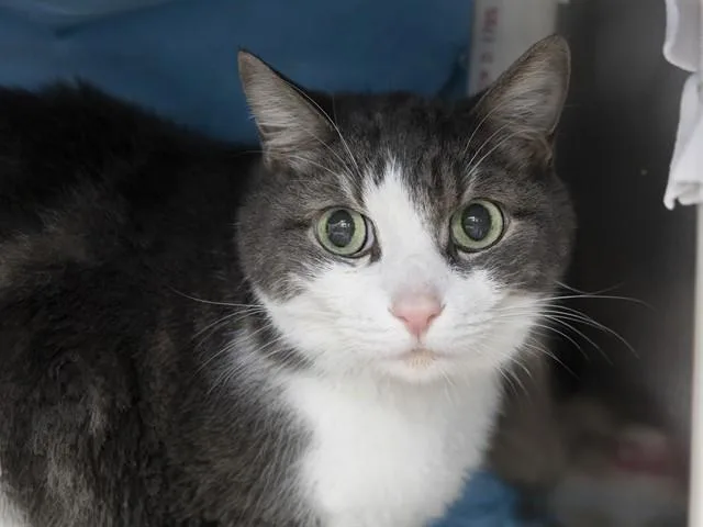 An adult medium-sized male Domestic Short Hair cat named Salmon for adoption in Phoenix, AZ