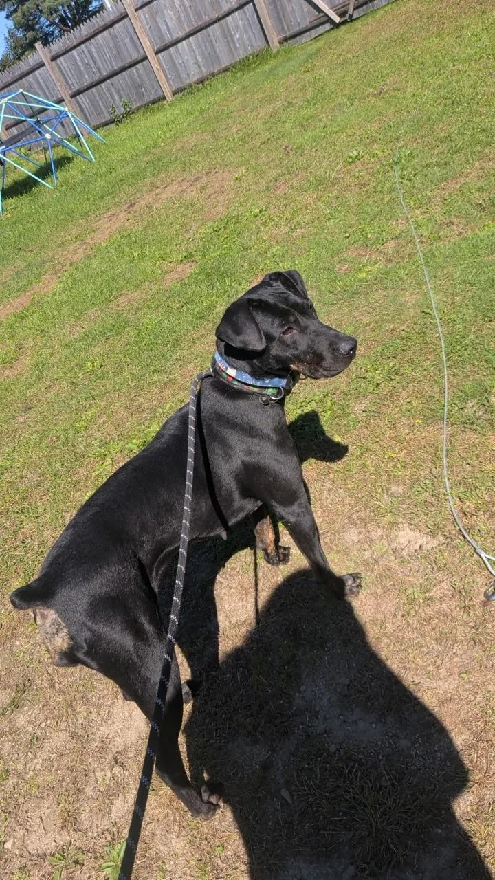 An adult large-sized female Black Doberman Pinscher dog named Athena for adoption in Johnstown, PA