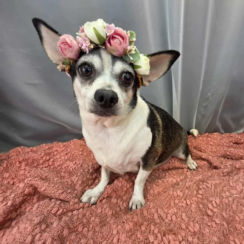 An adult small-sized female White / Cream Chihuahua dog named Darlene for adoption in Foley, AL