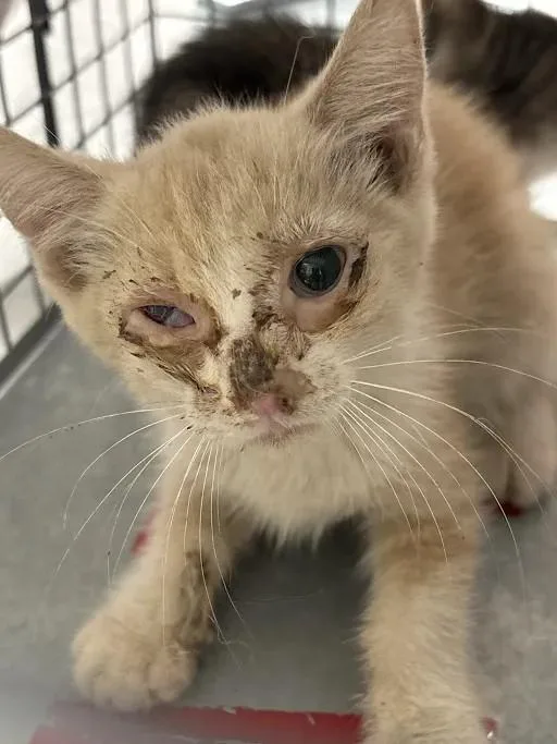 A baby small-sized male Domestic Short Hair cat named Josue for adoption in Las Vegas, NV