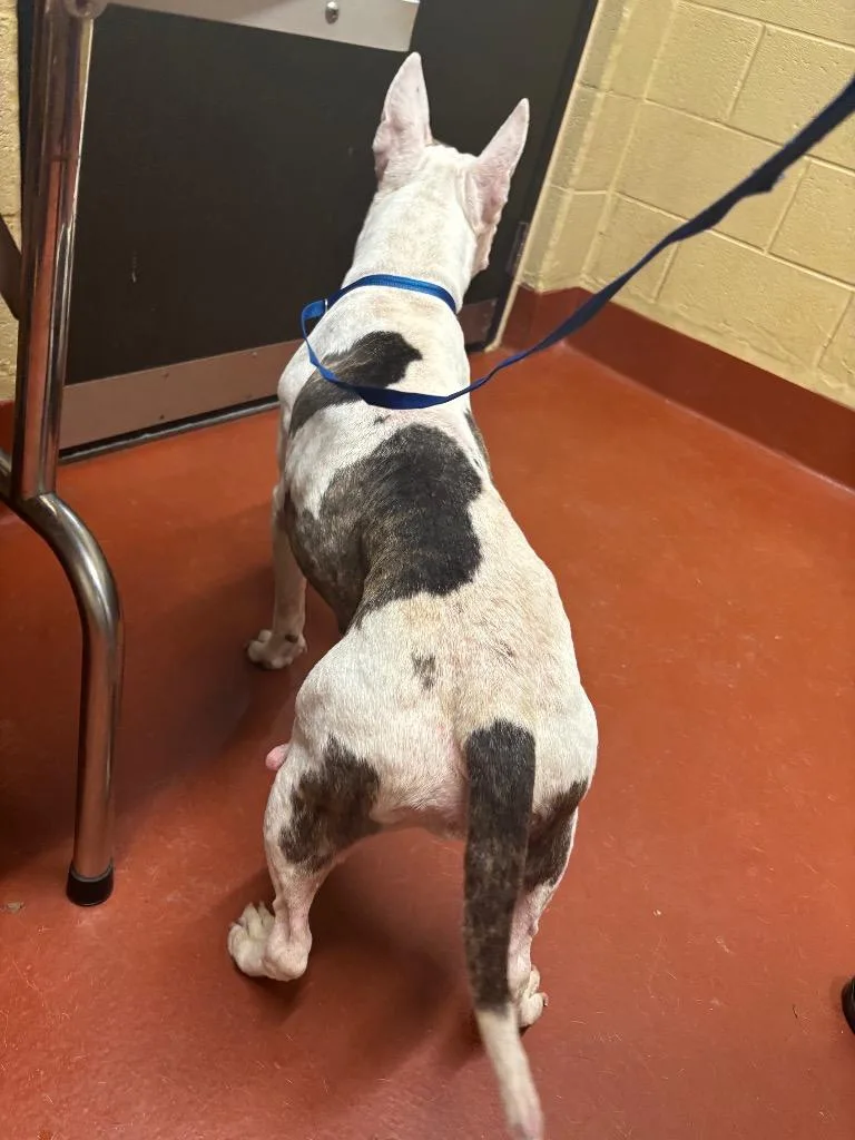 A senior medium-sized female Mixed Breed dog named Sheila Thomas for adoption in Douglasville, GA