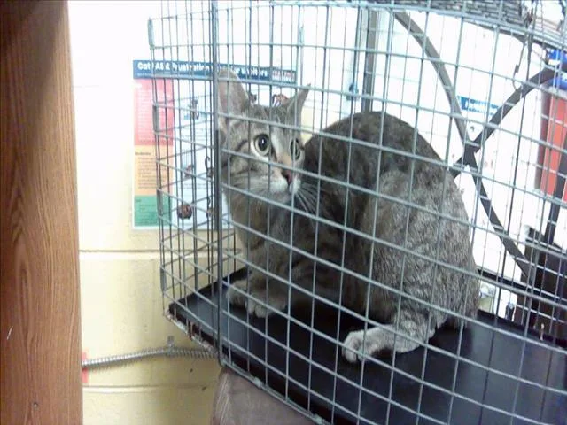 A young medium-sized female Domestic Short Hair cat named Wednesday for adoption in Tulsa, OK