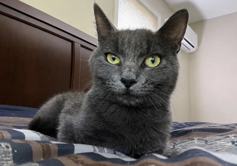A young medium-sized female Gray / Blue / Silver Russian Blue cat named Selena & Louisa for adoption in Dayville, CT