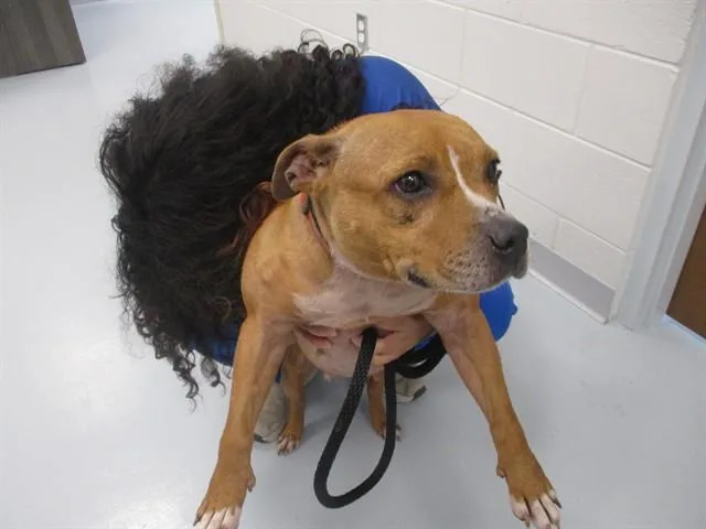 An adult small-sized female American Staffordshire Terrier dog named Journey for adoption in Ocala, FL