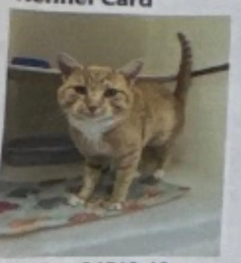 A young medium-sized male Domestic Short Hair cat named Barton Cheetos for adoption in Fort Lupton, CO