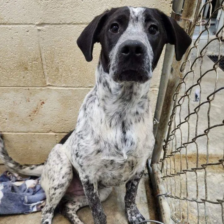 A young medium-sized female Harlequin Hound dog named Bean for adoption in Chicopee, MA