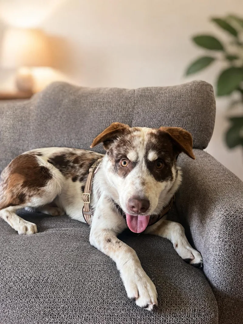 A young medium-sized male Australian Shepherd dog named Brody for adoption in Orange, CA