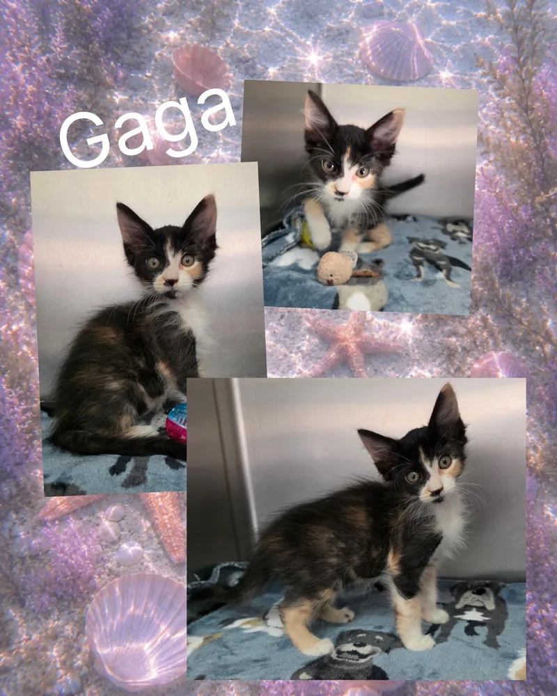 Gaga