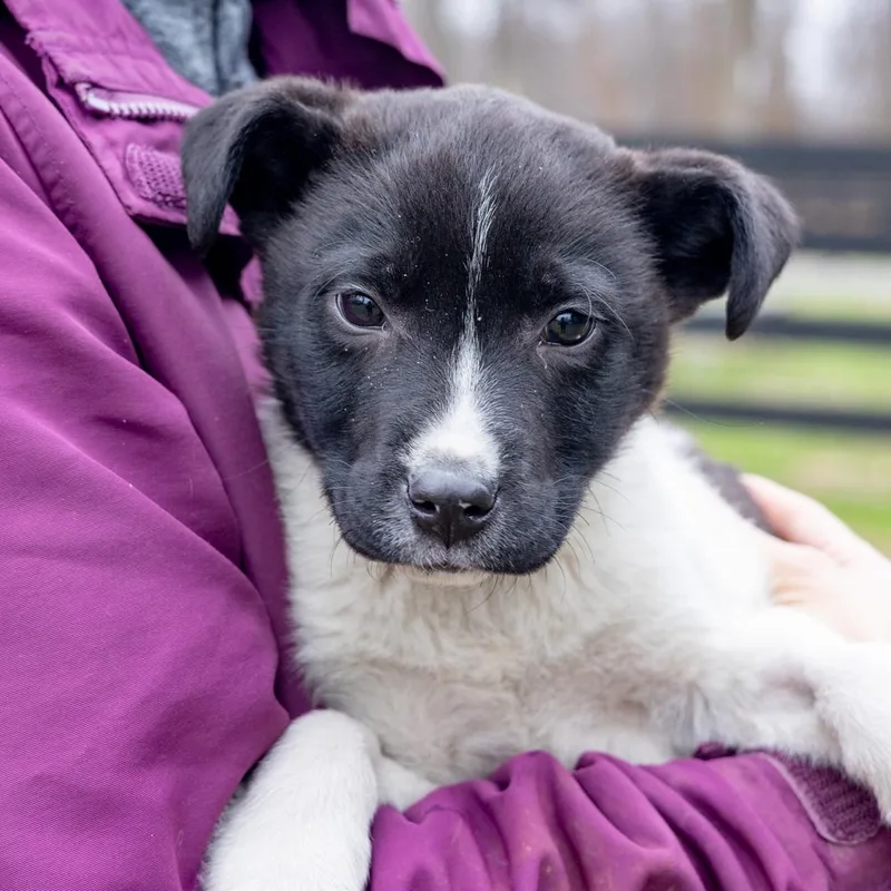 Oreganoavail thumbnail 6