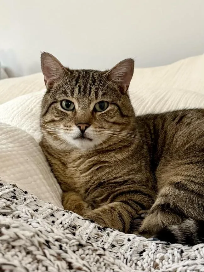 An adult medium-sized male Tabby (Brown / Chocolate) Domestic Short Hair cat named Cooper for adoption in New York, NY