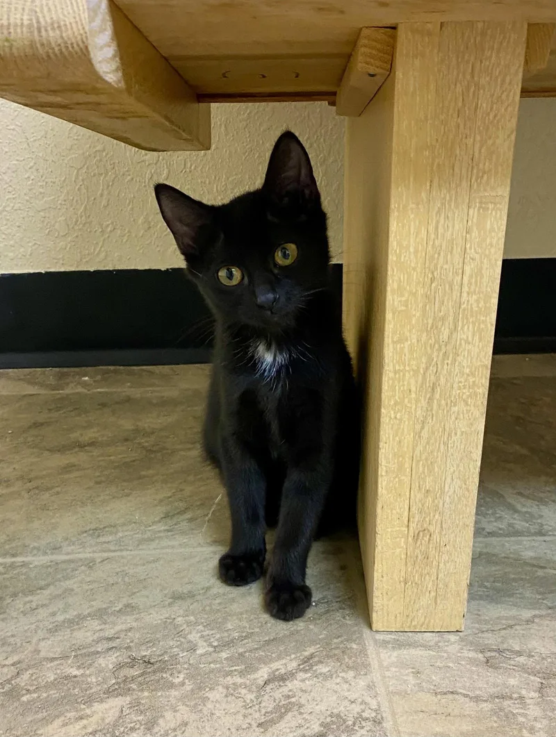 A young medium-sized male Domestic Short Hair cat named Derrick for adoption in Fargo, ND