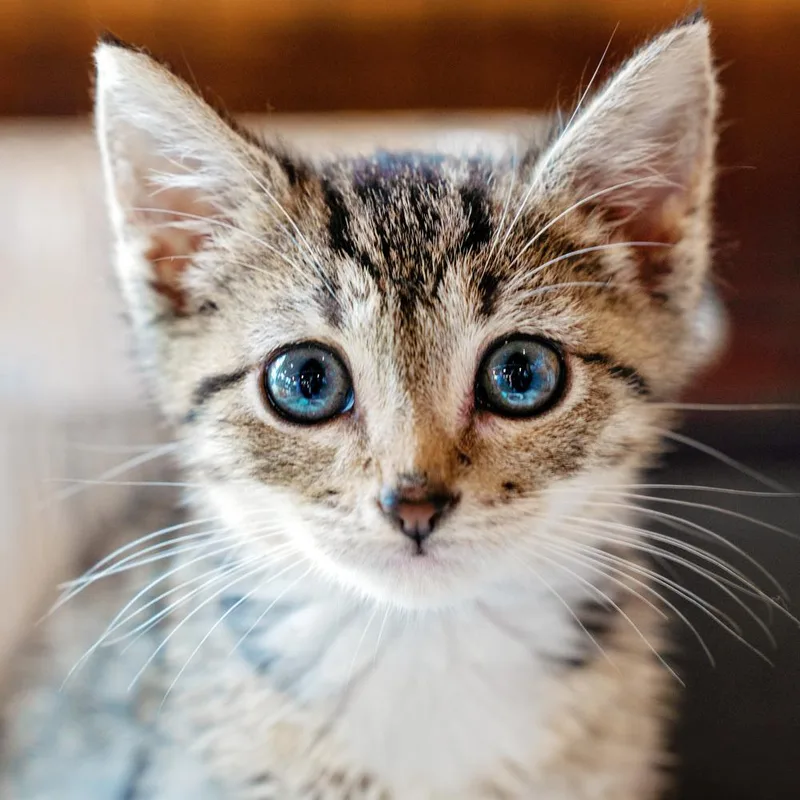 A baby small-sized female Tabby (Brown / Chocolate) Domestic Short Hair cat named Morgan for adoption in Salisbury, NC