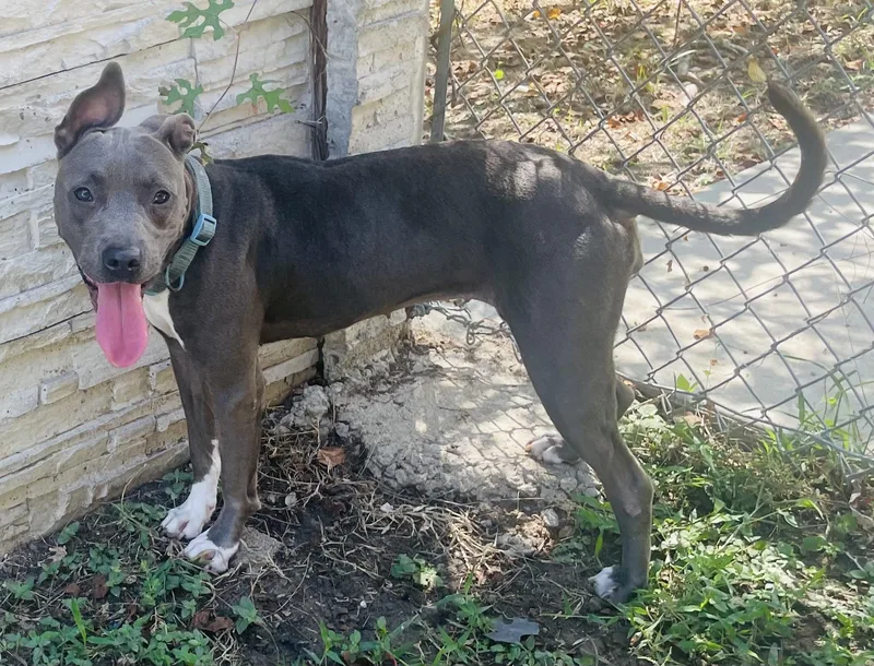A young medium-sized female Gray / Blue / Silver Mixed Breed dog named Sealy for adoption in Seabrook, TX