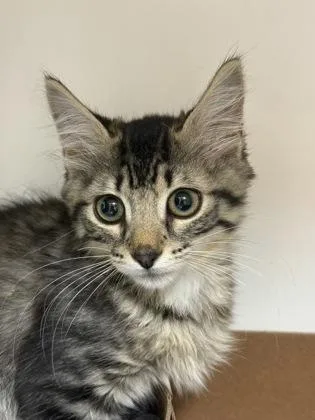 A baby small-sized male Domestic Short Hair cat named Biggs for adoption in West Chester, PA