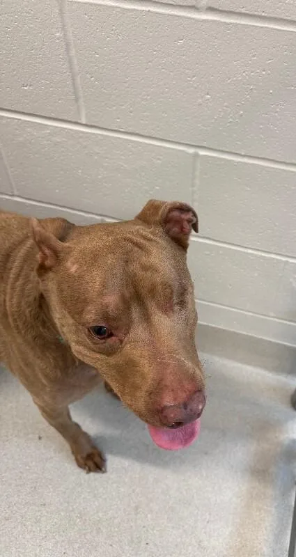 An adult large-sized male Mixed Breed dog named Danny for adoption in Rochester, NY