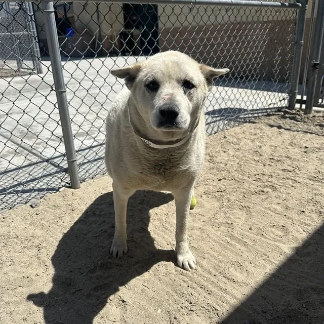 An adult small-sized female Siberian Husky dog named Hinata for adoption in Thousand Palms, CA