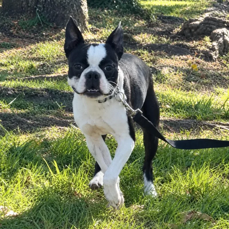 A young small-sized male Black Boston Terrier dog named Sully for adoption in Marshall, VA