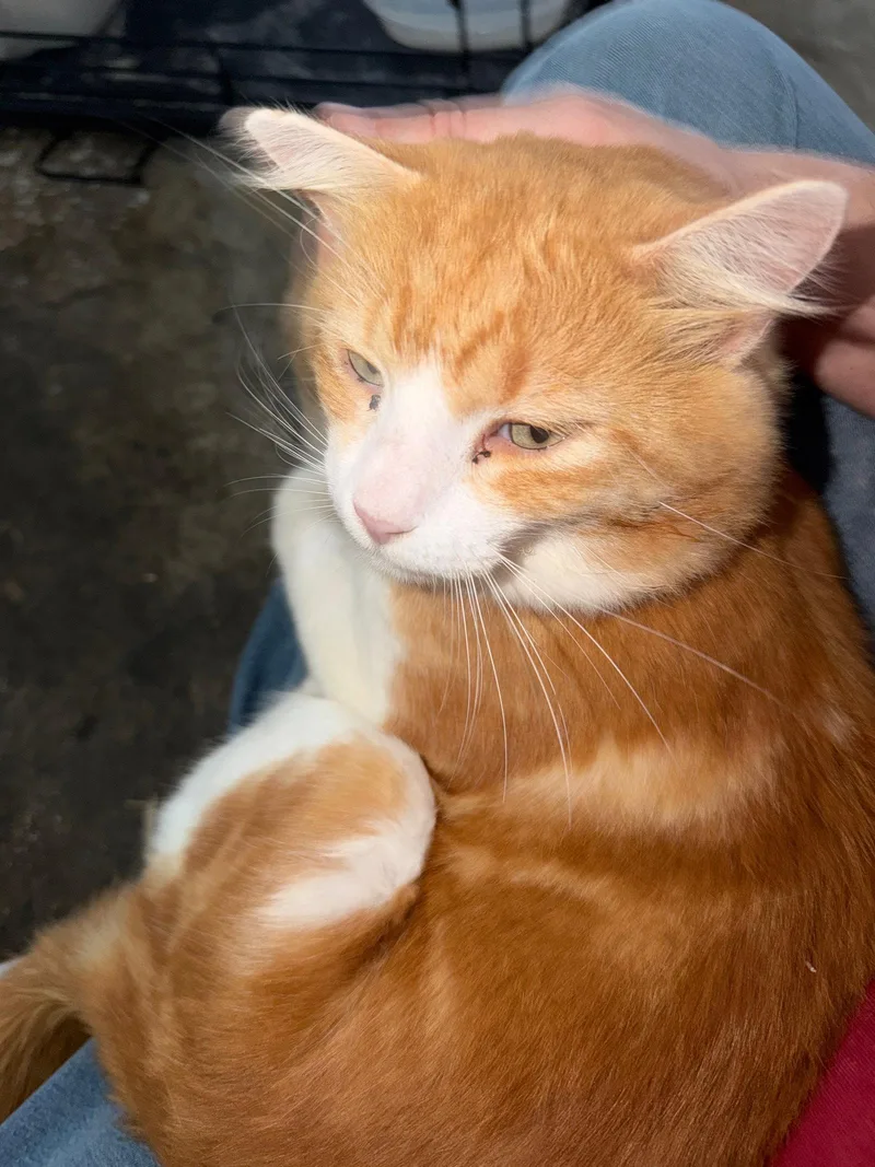 An adult medium-sized male Orange & White Domestic Short Hair cat named Tax for adoption in Buford, GA