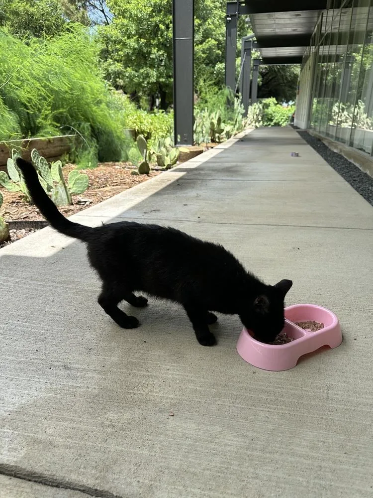 A young small-sized female Domestic Short Hair cat named Lombardi for adoption in Dallas, TX