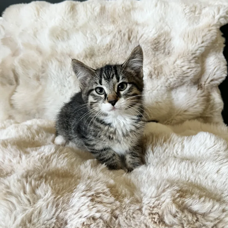 A baby medium-sized male Domestic Short Hair cat named Filbert for adoption in Penryn, CA