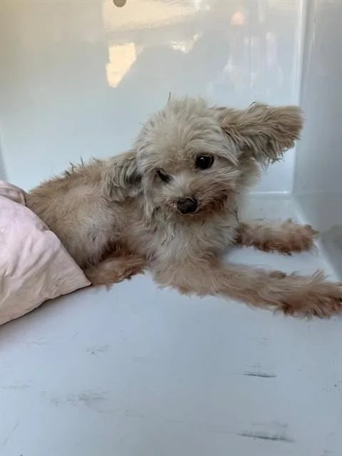 An adult small-sized male Shih Tzu dog named A for adoption in Houston, TX