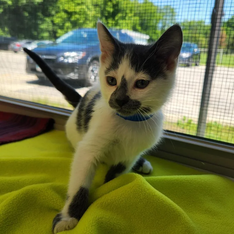 A baby small-sized male Gray / Blue / Silver Domestic Medium Hair cat named Benedict for adoption in Delaware, OH
