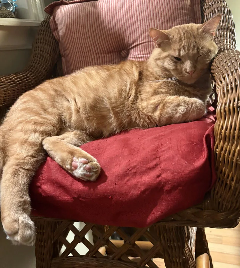 An adult large-sized male Orange / Red Domestic Short Hair cat named Ed Sheeran for adoption in Kansas City, MO