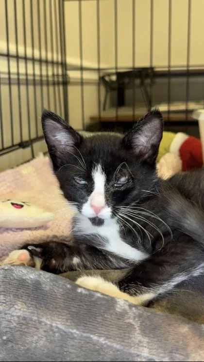 A baby small-sized male Domestic Short Hair cat named Burberry for adoption in Lawrenceville, GA