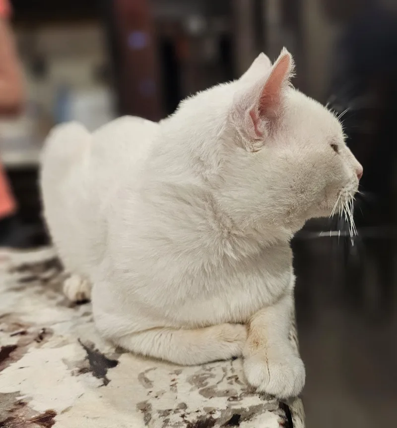 An adult medium-sized male White Domestic Short Hair cat named Paw for adoption in Fort Worth, TX
