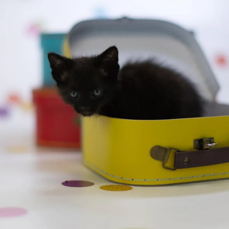 A baby small-sized male Black Domestic Short Hair cat named SoxC for adoption in East Saint Louis, IL