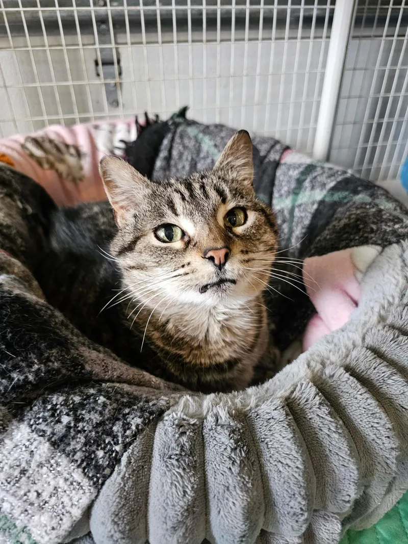 A senior medium-sized female Domestic Short Hair cat named Penny for adoption in Freeland, MI