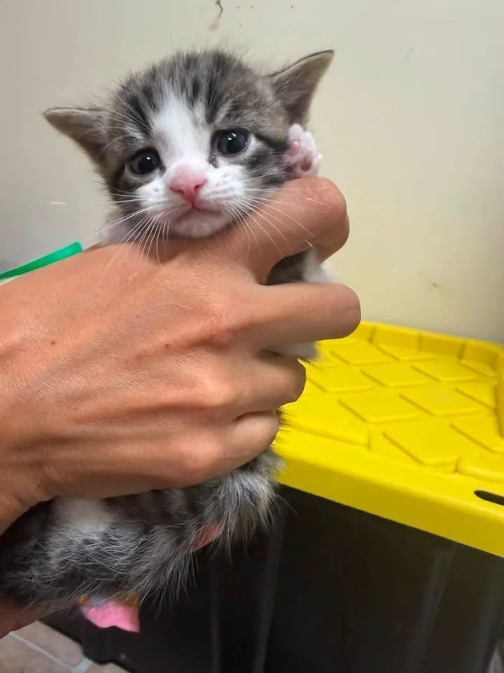 A baby small-sized male Domestic Short Hair cat named Ruler for adoption in Newnan, GA