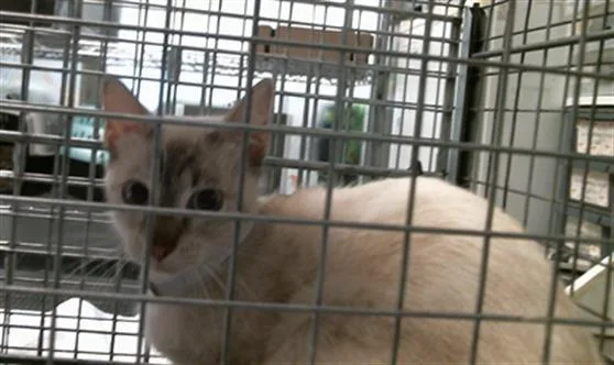 A young medium-sized female Domestic Short Hair cat named Billie for adoption in Houston, TX