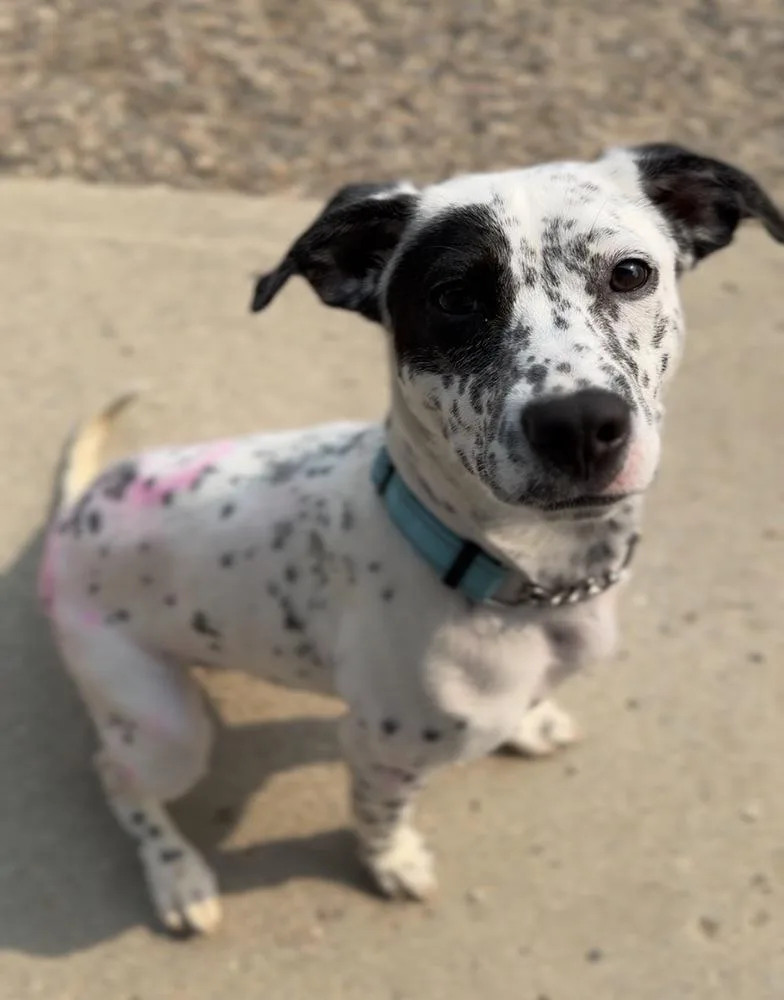 An adult small-sized female Tricolor (Brown, Black, & White) Mixed Breed dog named Lyra for adoption in Bemidji, MN