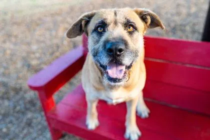 Golden Freddy thumbnail 2