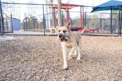 Golden Freddy thumbnail 3