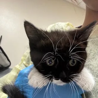 A baby small-sized female Domestic Short Hair cat named Frida for adoption in Las Vegas, NV