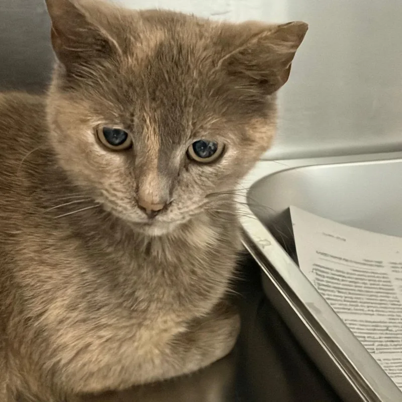 An adult medium-sized female Torbie Domestic Short Hair cat named Gert for adoption in Scituate, MA