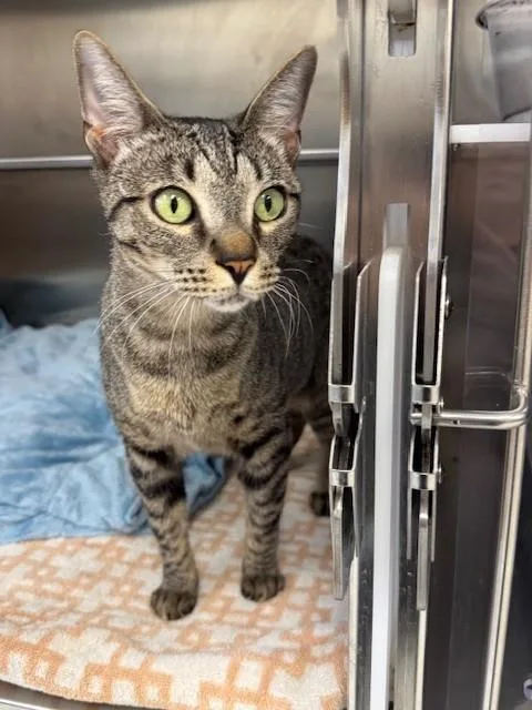 A young medium-sized female Domestic Short Hair cat named Lily for adoption in Naples, FL