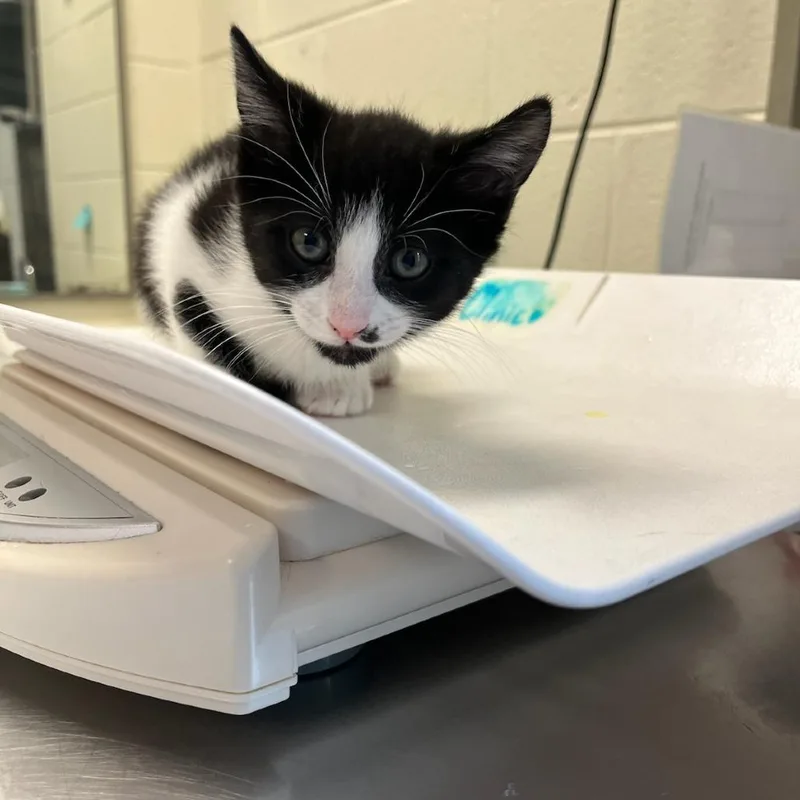 A baby small-sized female Black Domestic Short Hair cat named Tiffany's Sister for adoption in Charlottesville, VA