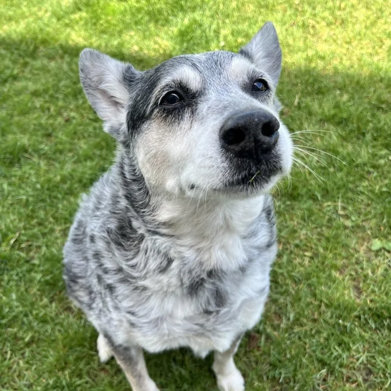 A senior medium-sized male Gray / Blue / Silver Australian Cattle Dog / Blue Heeler dog named Rogue for adoption in Reno, NV