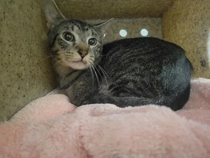 An adult medium-sized male Domestic Short Hair cat named Tiger for adoption in Fairfax, VA