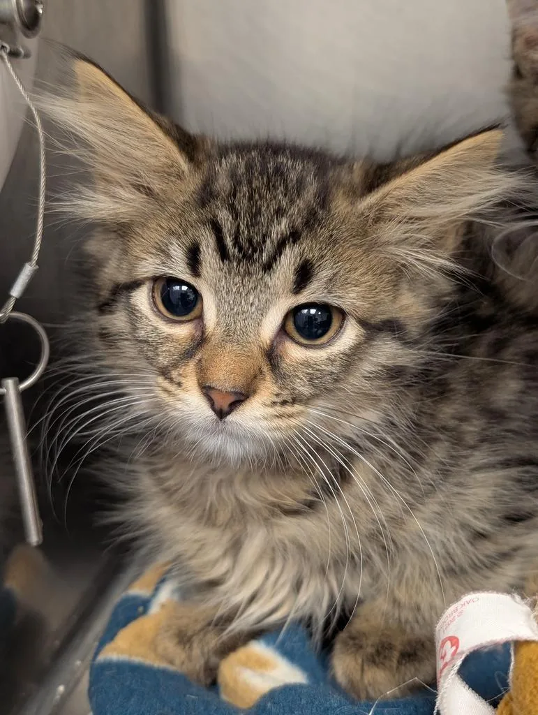 A baby small-sized female Domestic Long Hair cat named Snickerdoodle for adoption in Defiance, OH