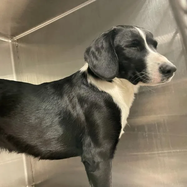 A young small-sized female Terrier dog named Taz for adoption in Des Moines, IA