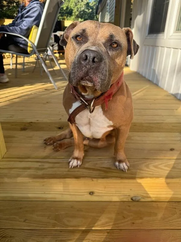An adult medium-sized male American Bulldog dog named Big Boy HW for adoption in Chattanooga, TN